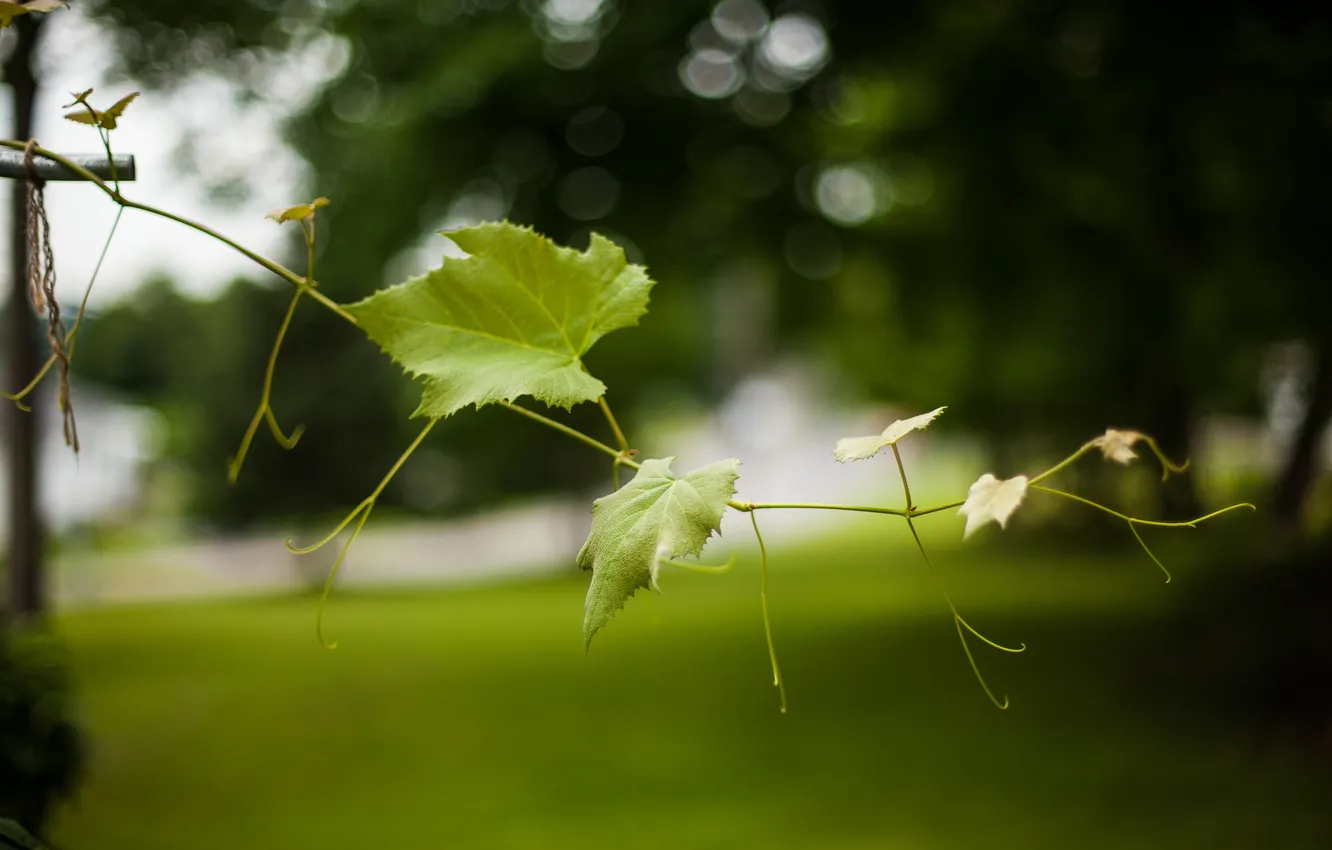 Photo wallpaper leaves, green