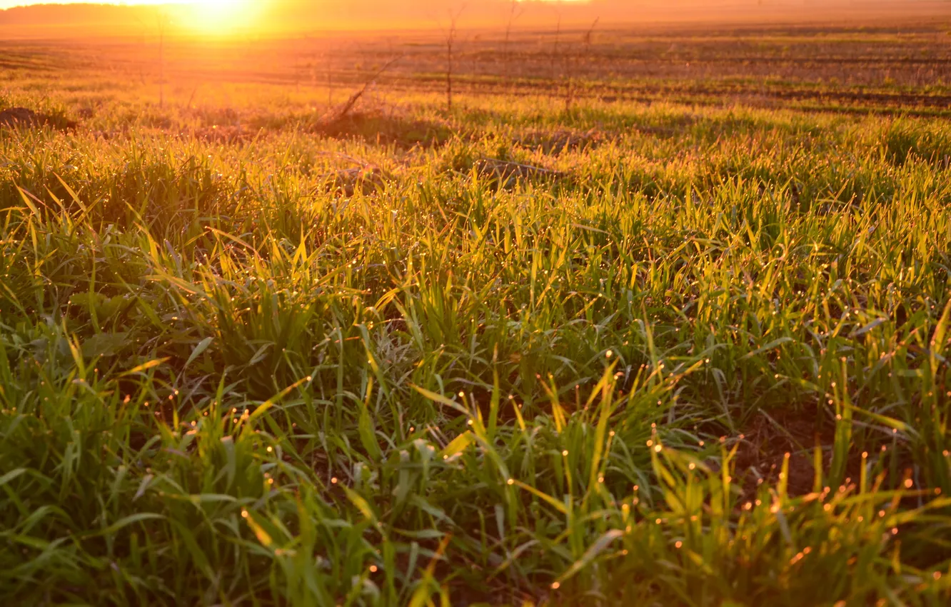 Photo wallpaper field, sunset, grass, field, sunset