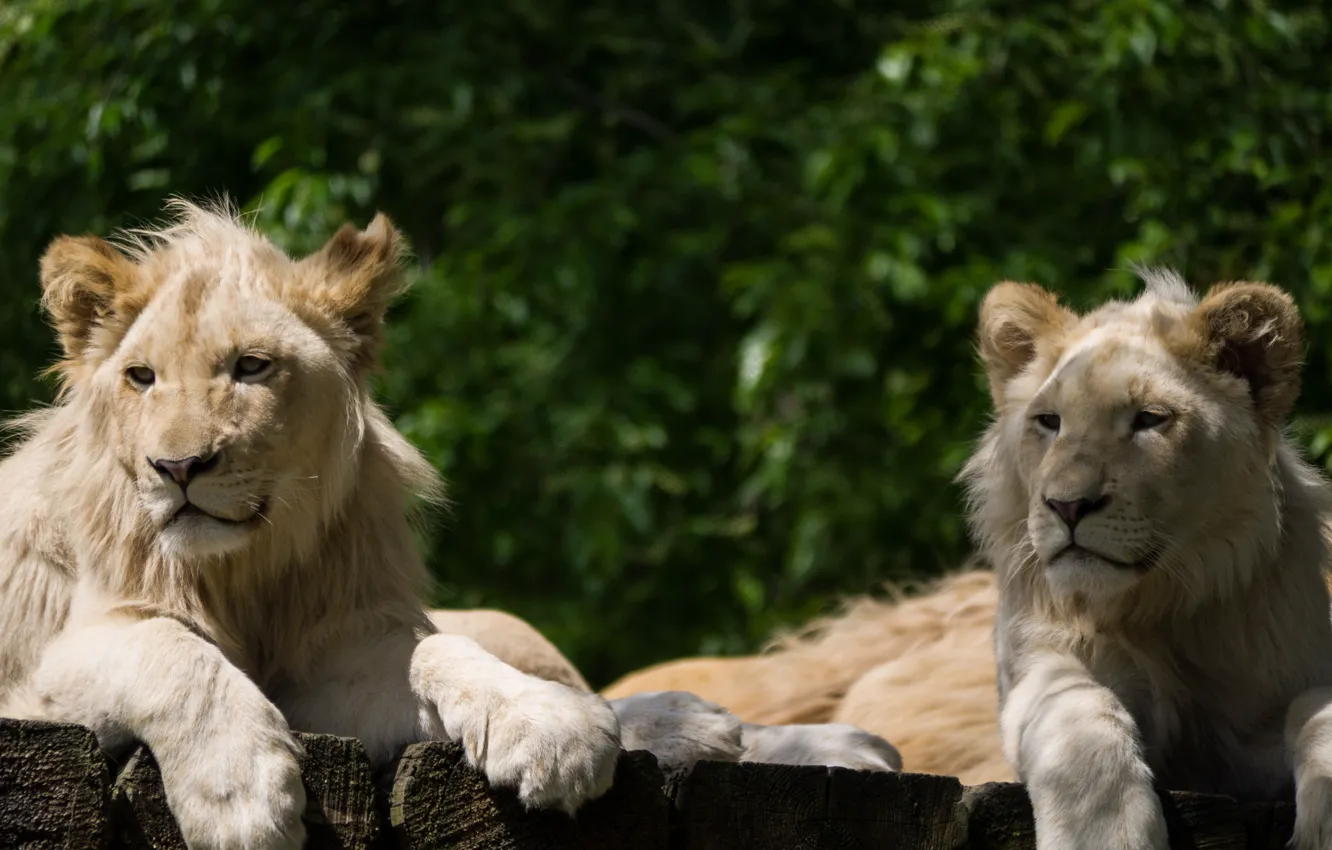 Photo wallpaper cat, pair, the cubs, lion, white lion