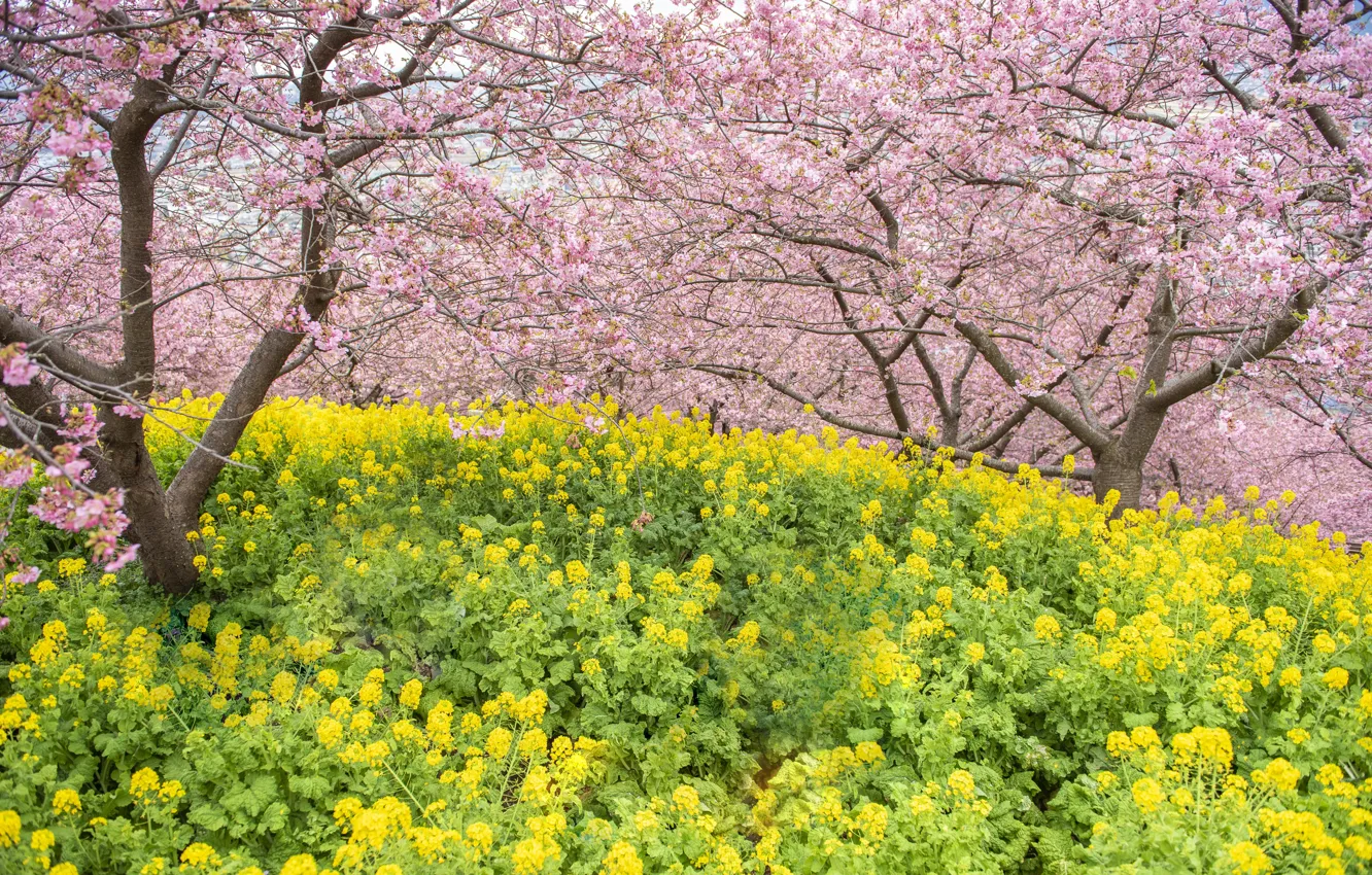 Photo wallpaper trees, flowers, Park, spring, Sakura, flowering, pink, blossom