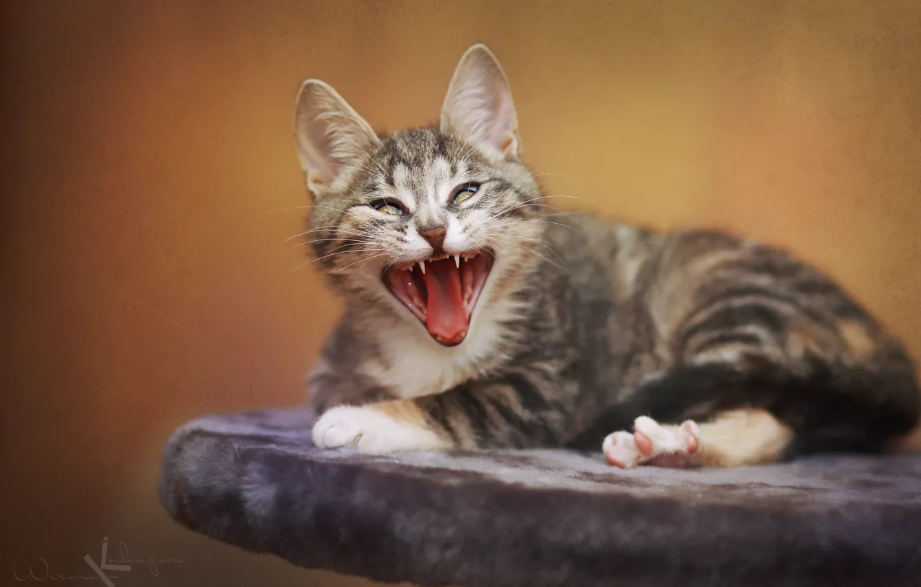 Photo wallpaper cat, animals, cat, cats, kitty, cute, pussy, yawns
