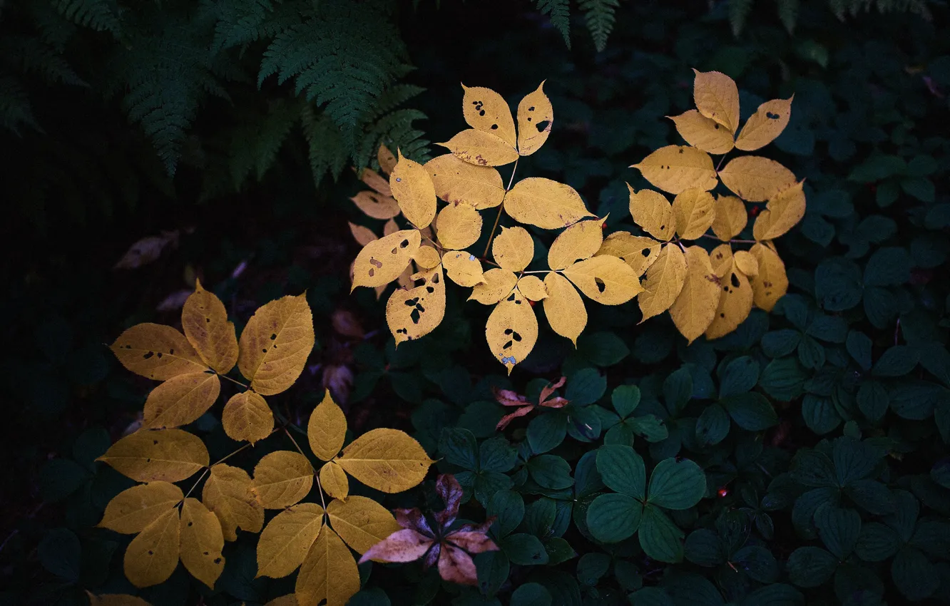 Photo wallpaper colors, leaves, garden, plants