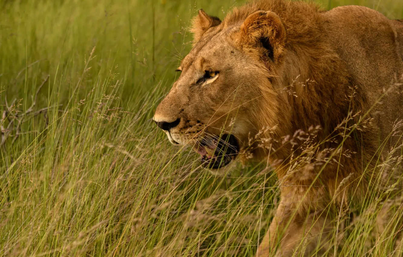 Photo wallpaper grass, face, Leo, Savannah, wild cat