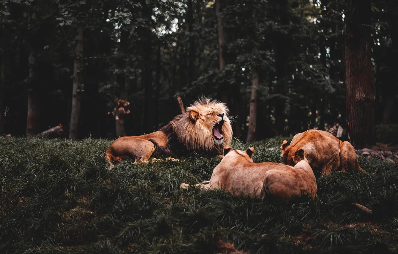 Photo wallpaper forest, trees, the dark background, Leo, mouth, grin, lions, family