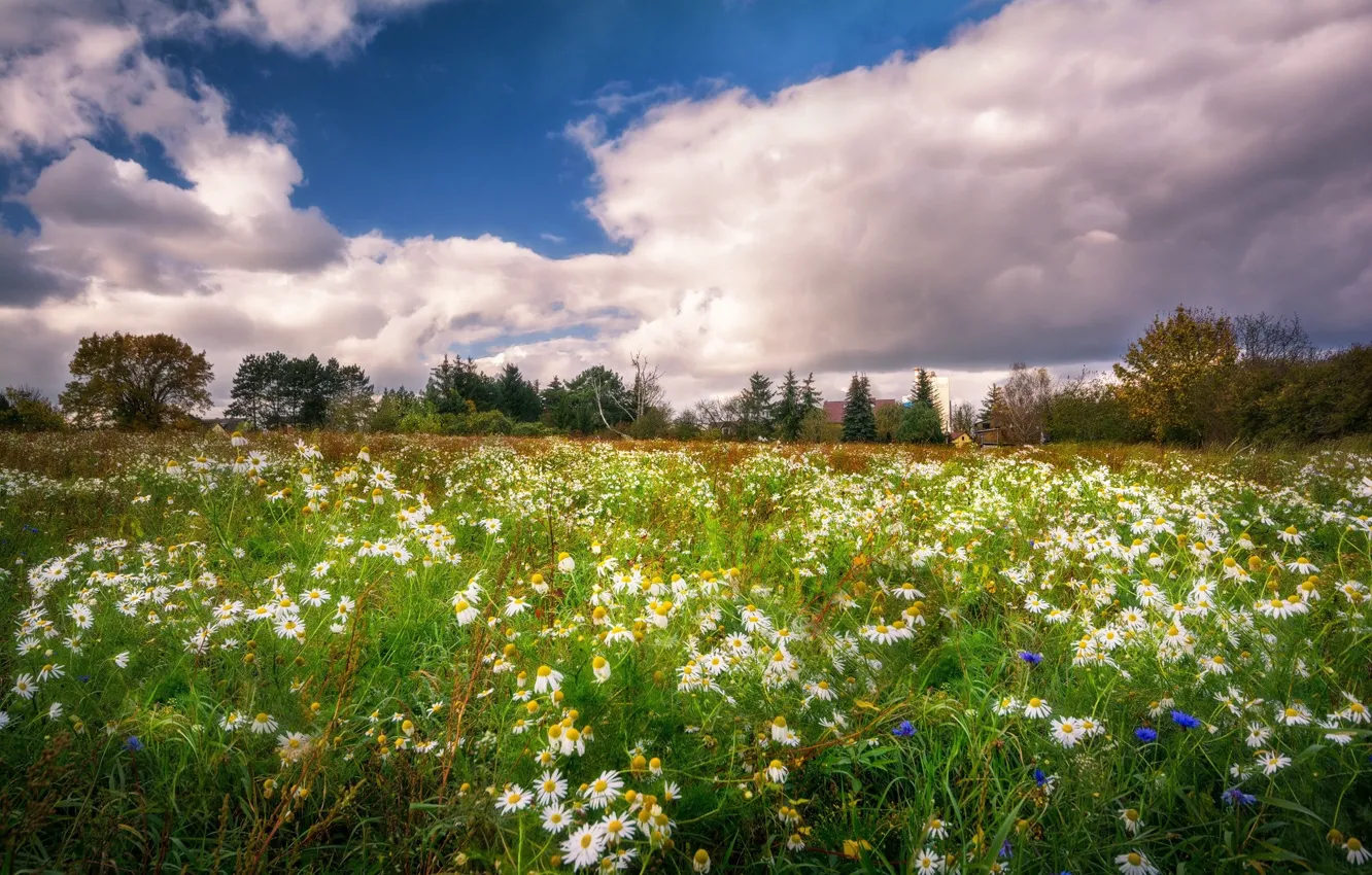 Photo wallpaper clouds, flowers, meadow