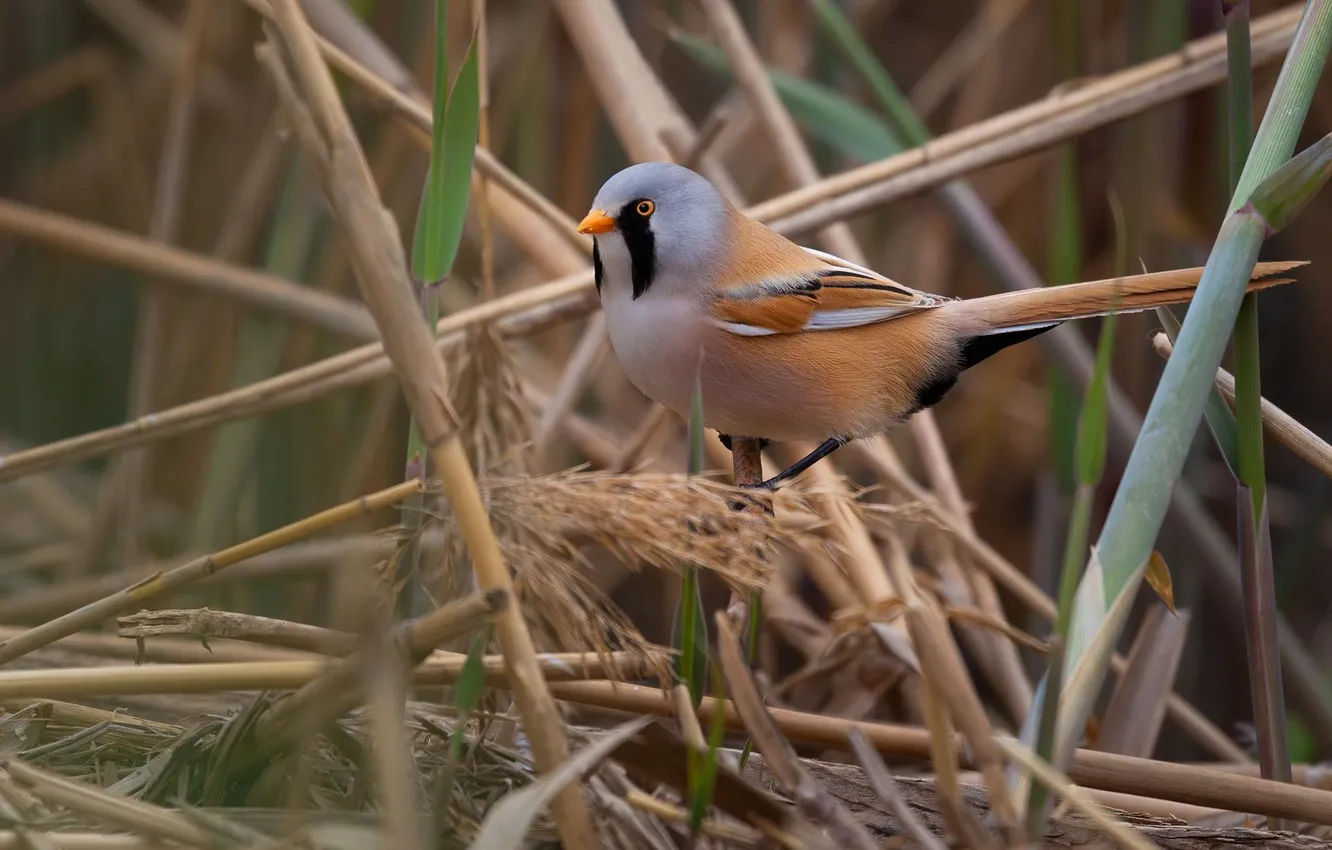 Photo wallpaper bird, Bearded Tits, Marat Kuchkaev