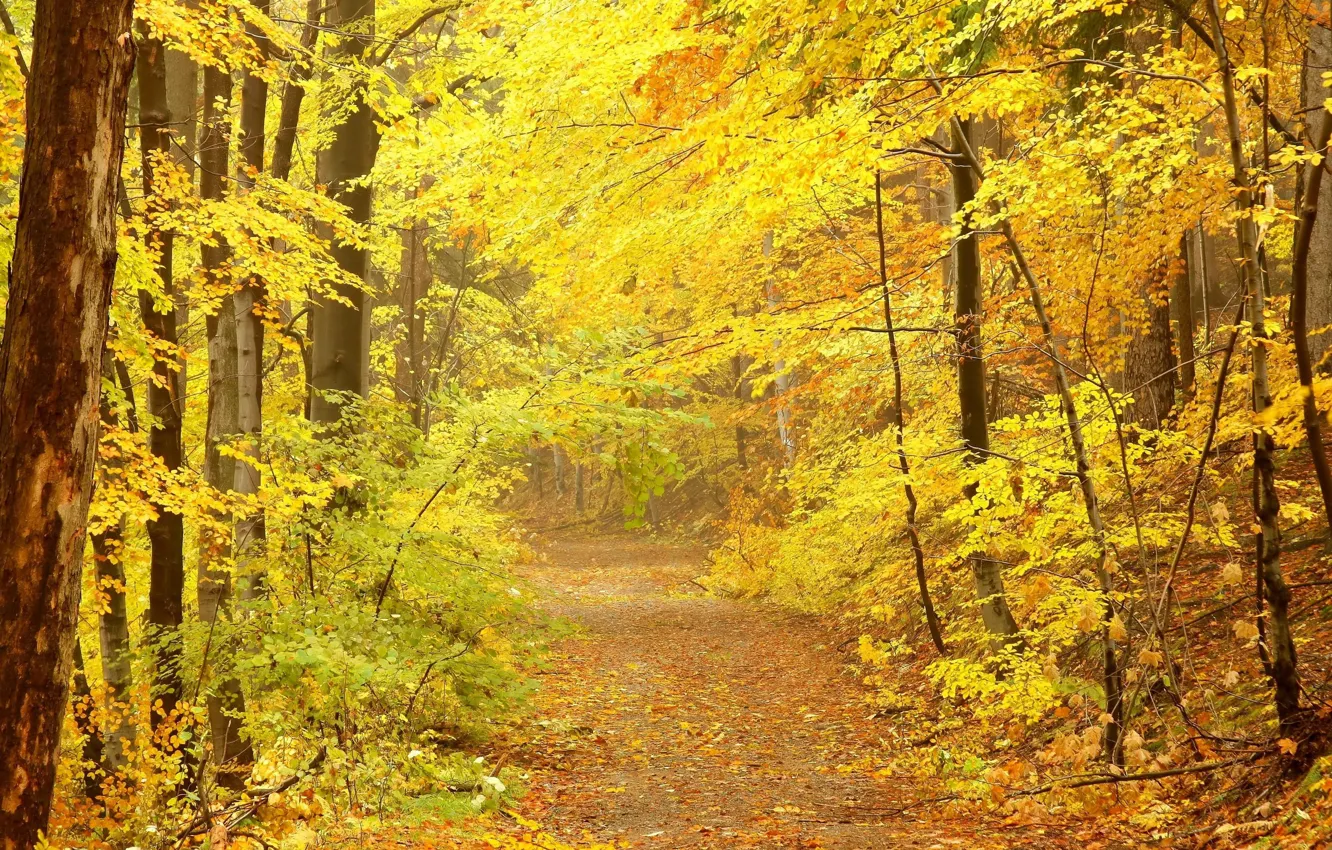 Photo wallpaper road, autumn, trees, crown, yellow