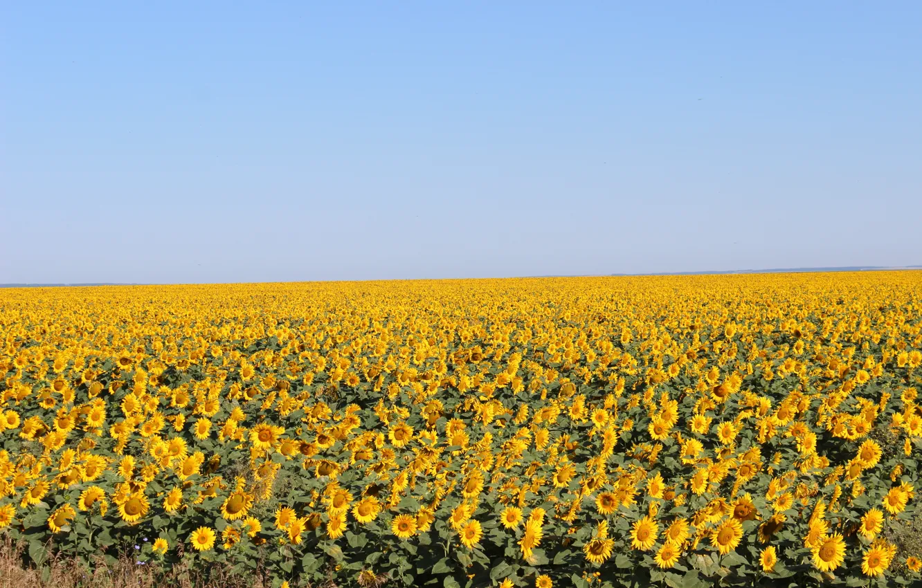 Photo wallpaper field, the sky, sunflower, Tatarstan