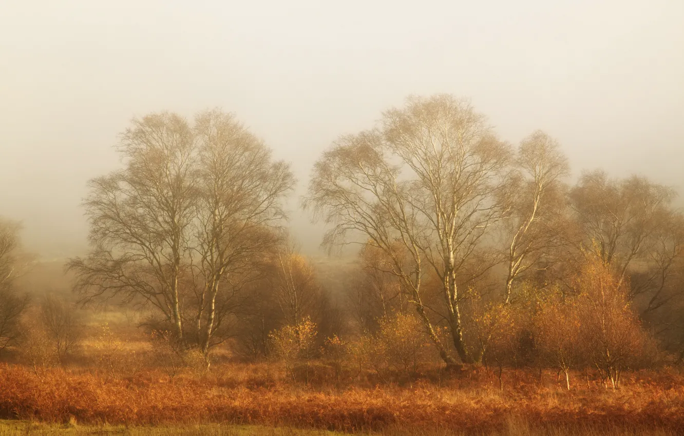 Photo wallpaper field, landscape, fog
