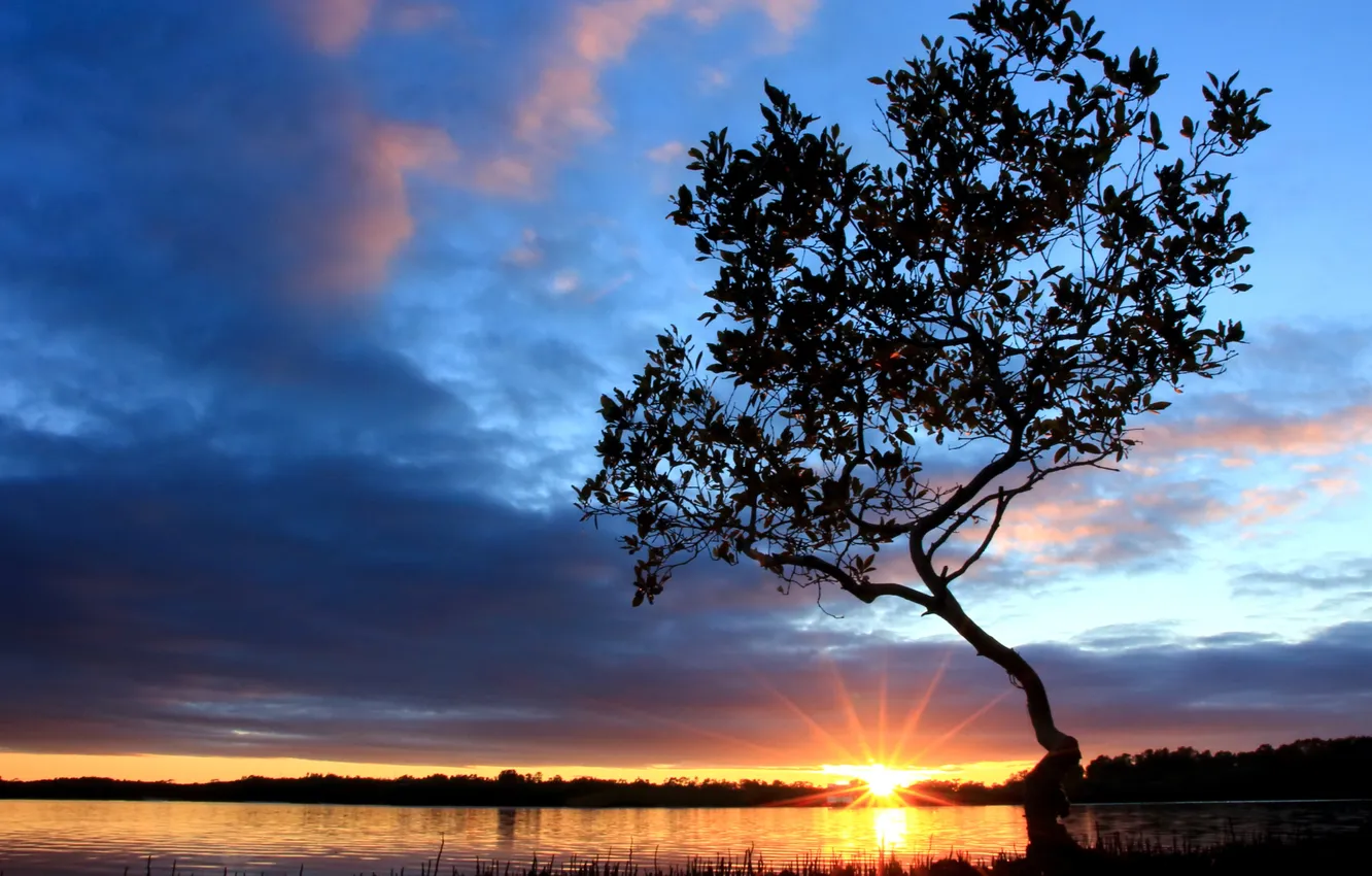 Photo wallpaper forest, the sky, water, the sun, clouds, trees, landscape, sunset