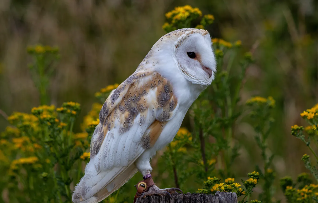 Photo wallpaper owl, bird, the barn owl