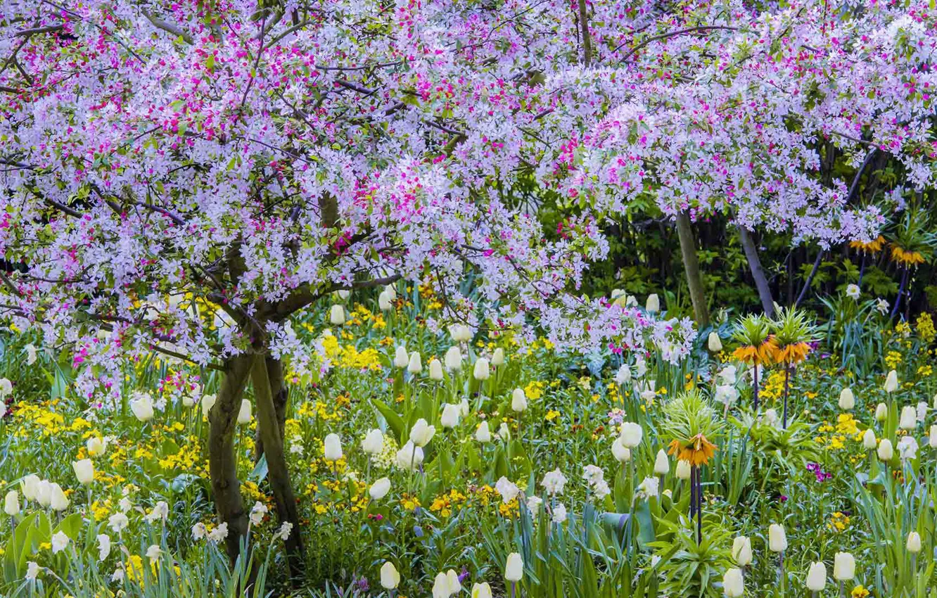 Photo wallpaper France, spring, flowering, Giverny, Claude Monet's garden