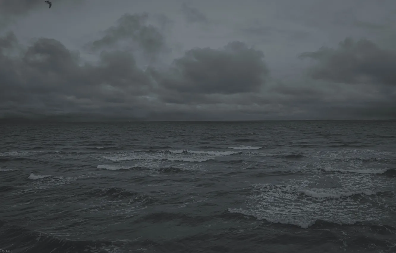 Photo wallpaper Grey, Bird, Ocean, Sea