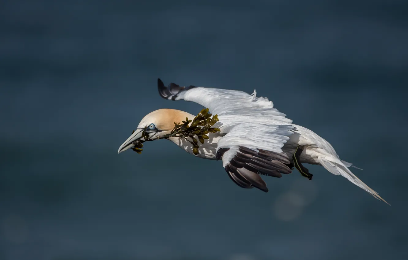 Photo wallpaper flight, bird, the Northern Gannet