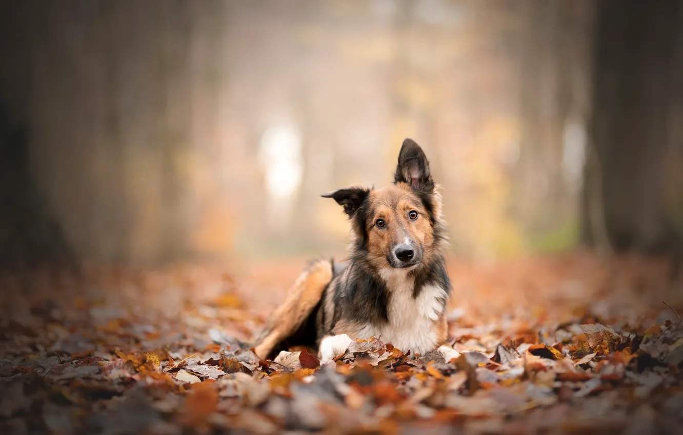 Photo wallpaper autumn, Park, dog, autumn leaves