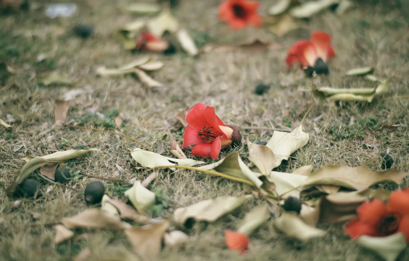 Photo wallpaper flower, grass, red, petals, Bombax