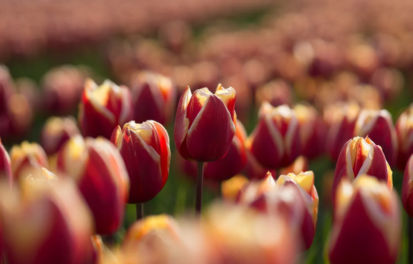 Photo wallpaper field, light, flowers, red, spring, tulips, bokeh, yellow