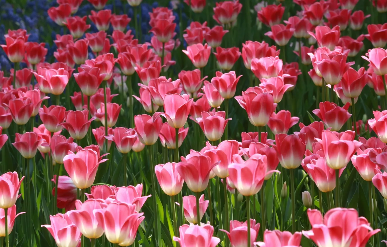 Photo wallpaper light, flowers, spring, garden, tulips, pink, flowerbed, a lot