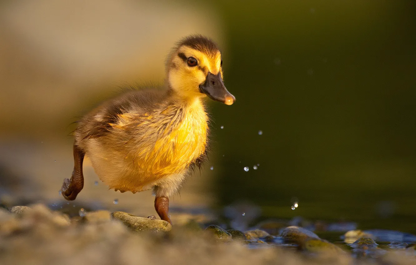 Photo wallpaper drops, stones, shore, duck, duck, Chicks, pond