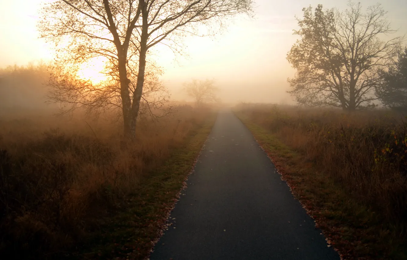 Photo wallpaper road, trees, landscape, nature, morning
