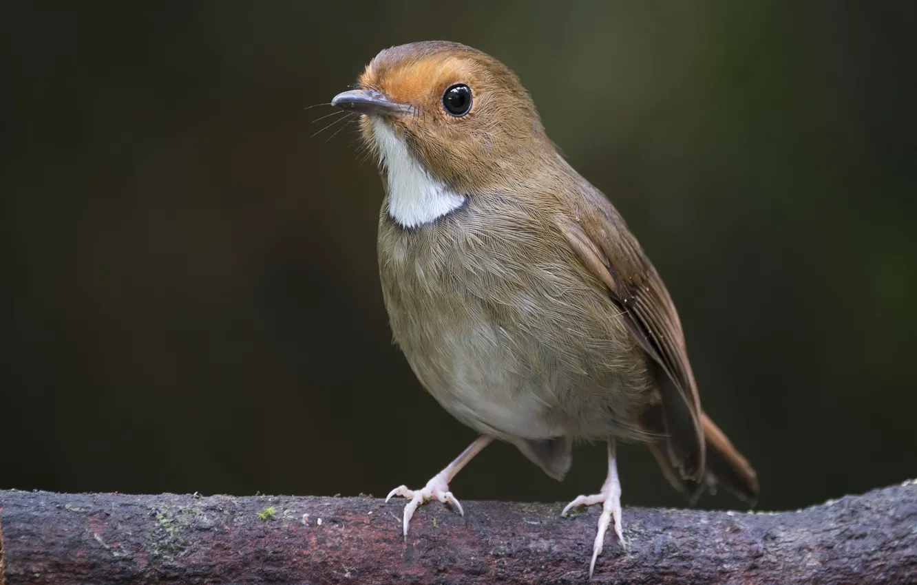 Photo wallpaper branches, bird, Flycatcher