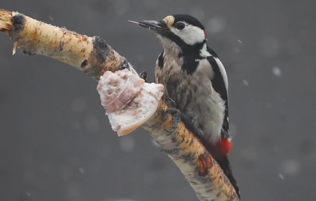 Photo wallpaper winter, nature, bird, woodpecker, photohunt