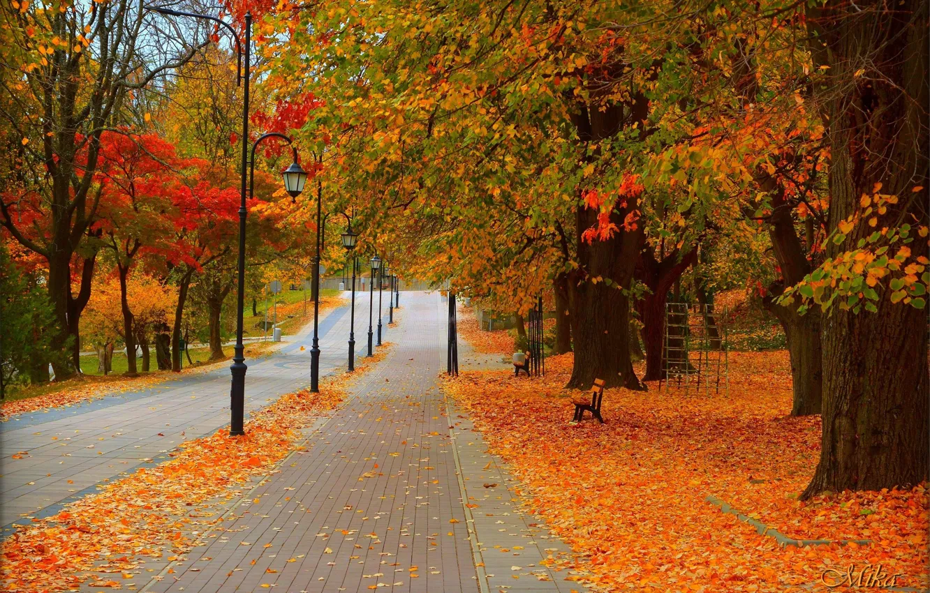 Photo wallpaper Road, Autumn, Trees, Lights, Park, Fall, Foliage, Park