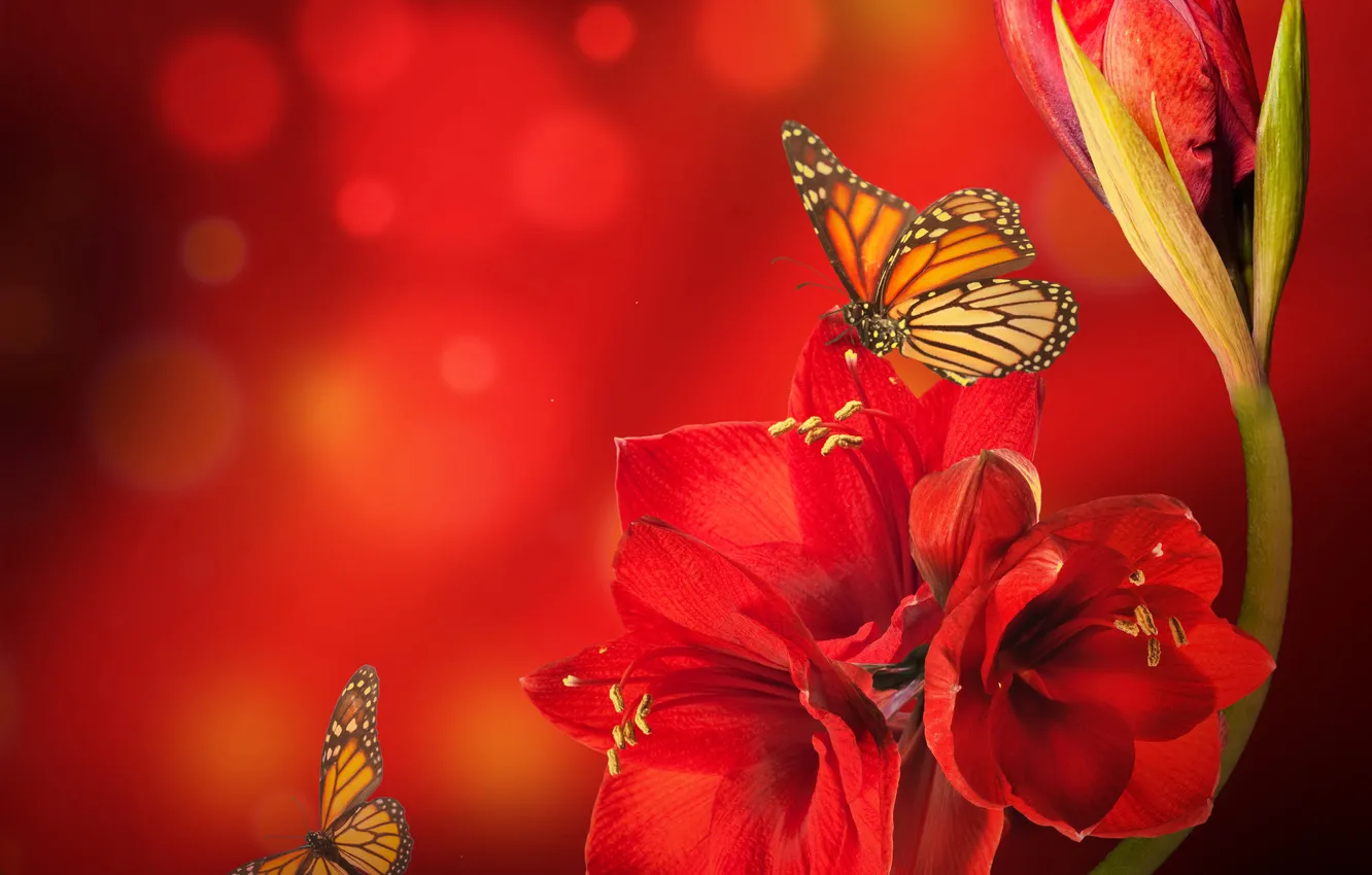 Photo wallpaper flower, butterfly, red, glare, Amarilis