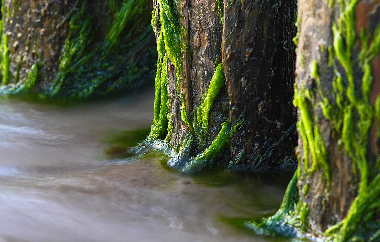 Photo wallpaper water, trees, moss