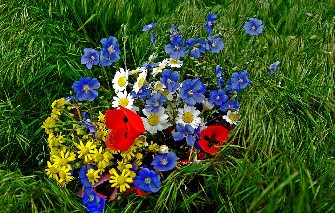 Photo wallpaper grass, green, background, color, chamomile, tulips, diversity