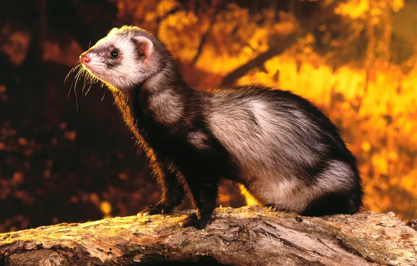 Photo wallpaper forest, mustache, light, log, ferret