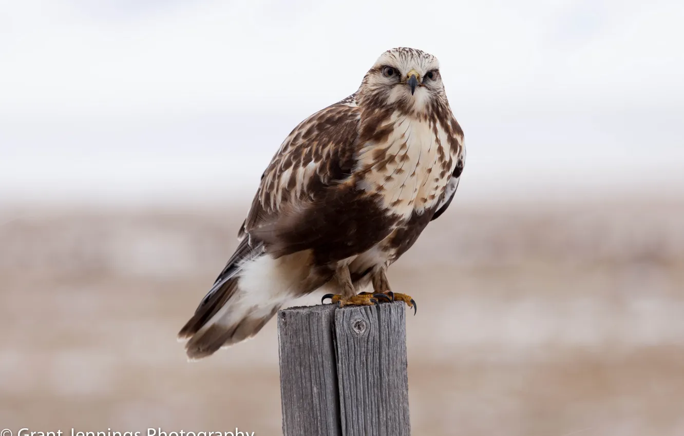 Photo wallpaper look, bird, portrait, hawk, Buzzard, rough-legged Buzzard