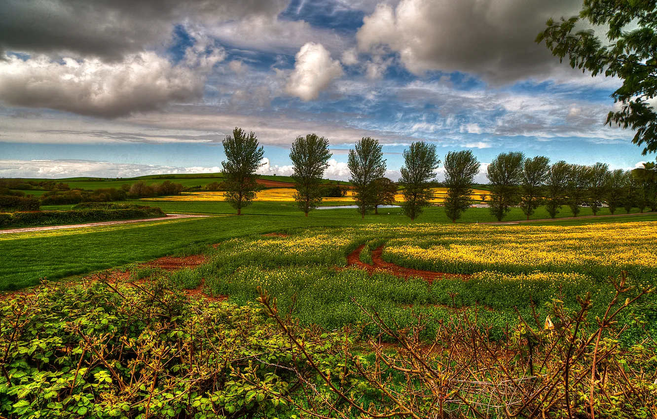 Photo wallpaper field, the sky, clouds, trees, nature, meadow