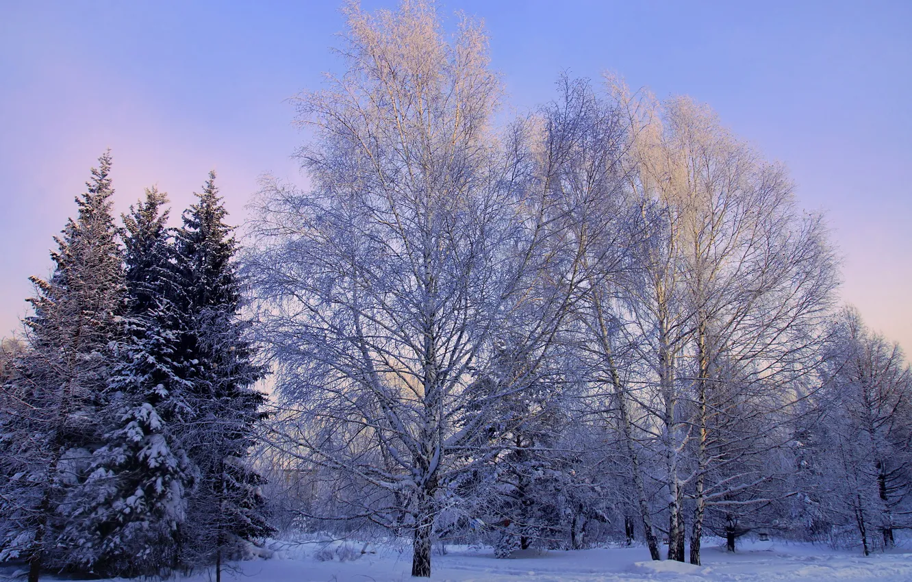 Photo wallpaper winter, snow, photo, spruce, birch, trees. nature