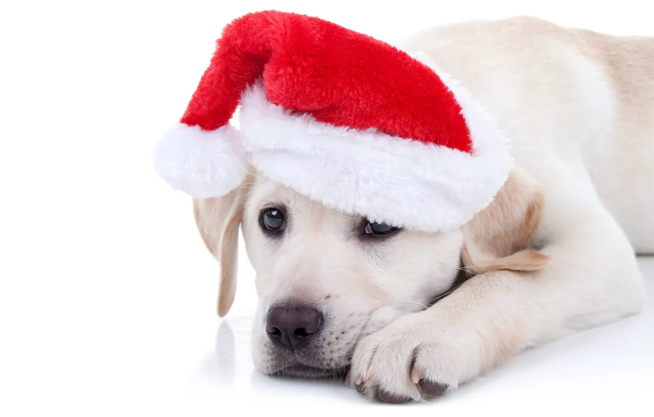 Photo wallpaper dog, New Year, Christmas, Labrador, Christmas, dog, cap, 2018