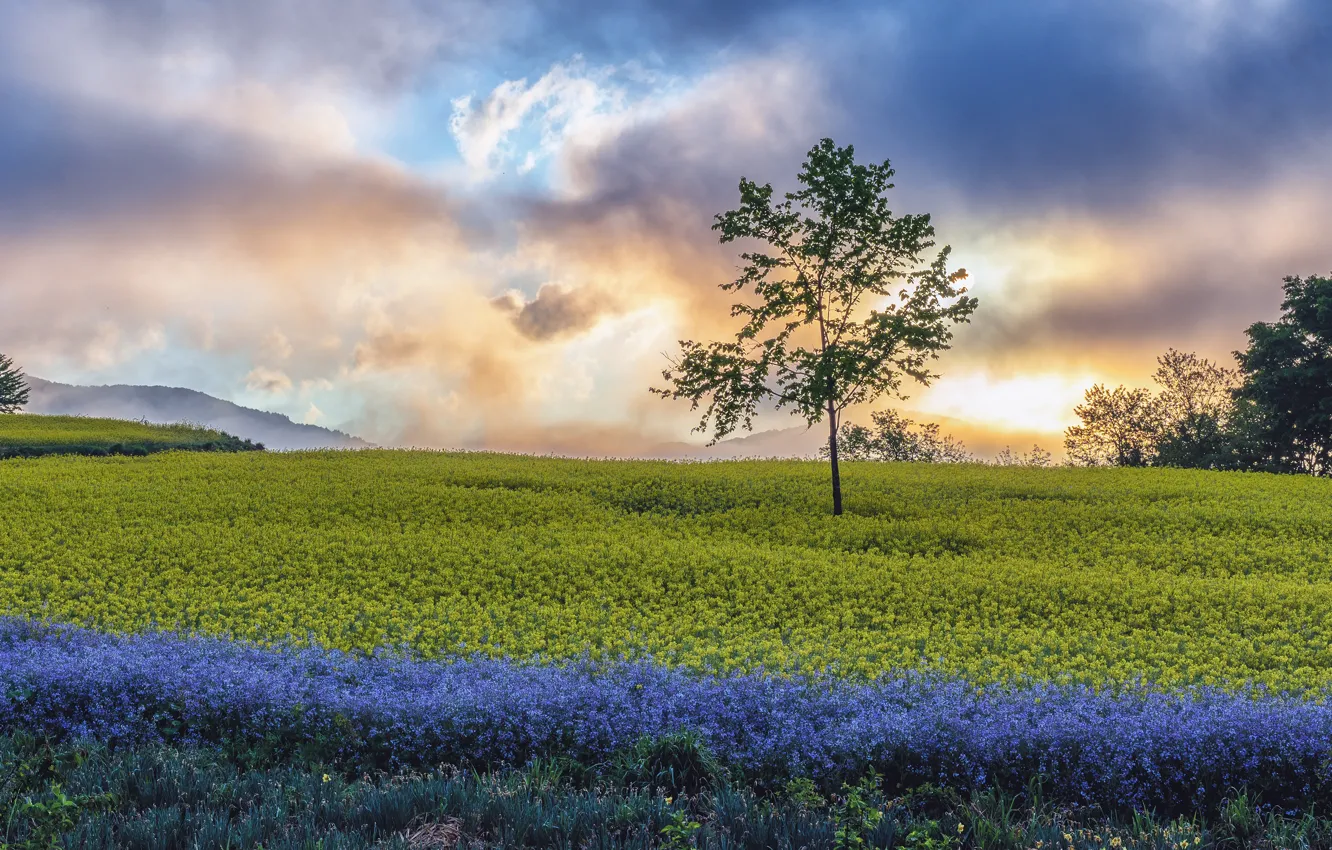 Photo wallpaper field, the sky, clouds, trees, flowers, rape, rapeseed field