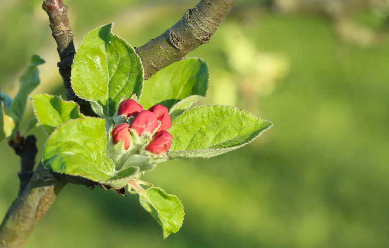 Photo wallpaper spring, twig, flower bud