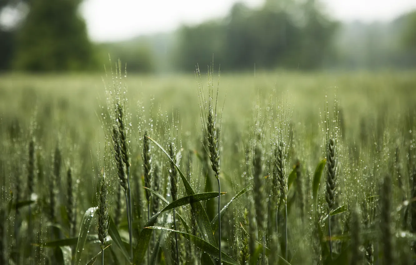 Photo wallpaper field, nature, ears, cereals