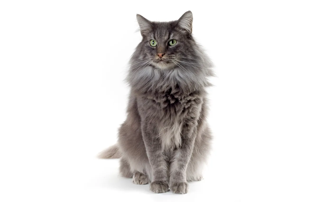 Photo wallpaper cat, white, cat, grey, background, wool, green eyes