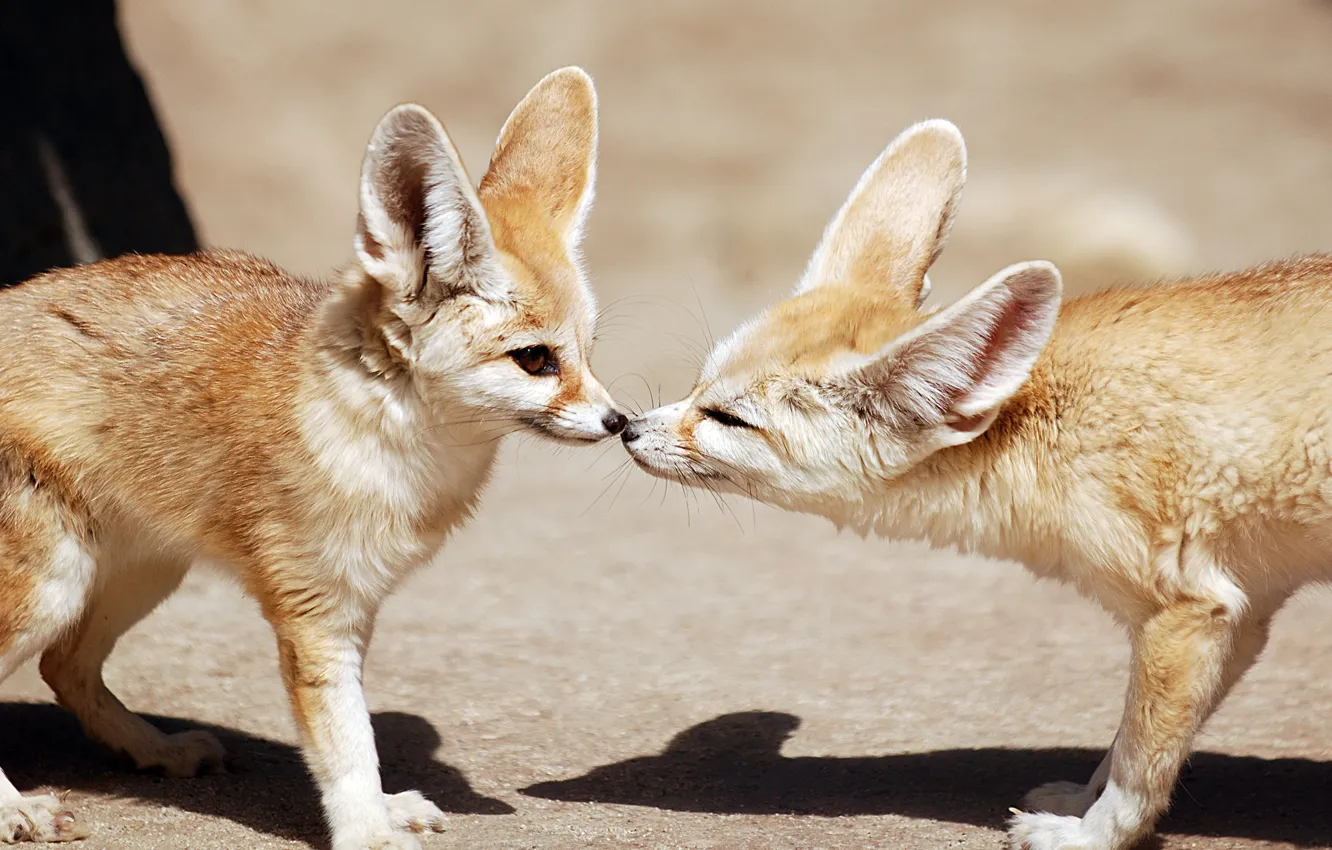 Photo wallpaper Fox, pair, profile, Fox, Fenech