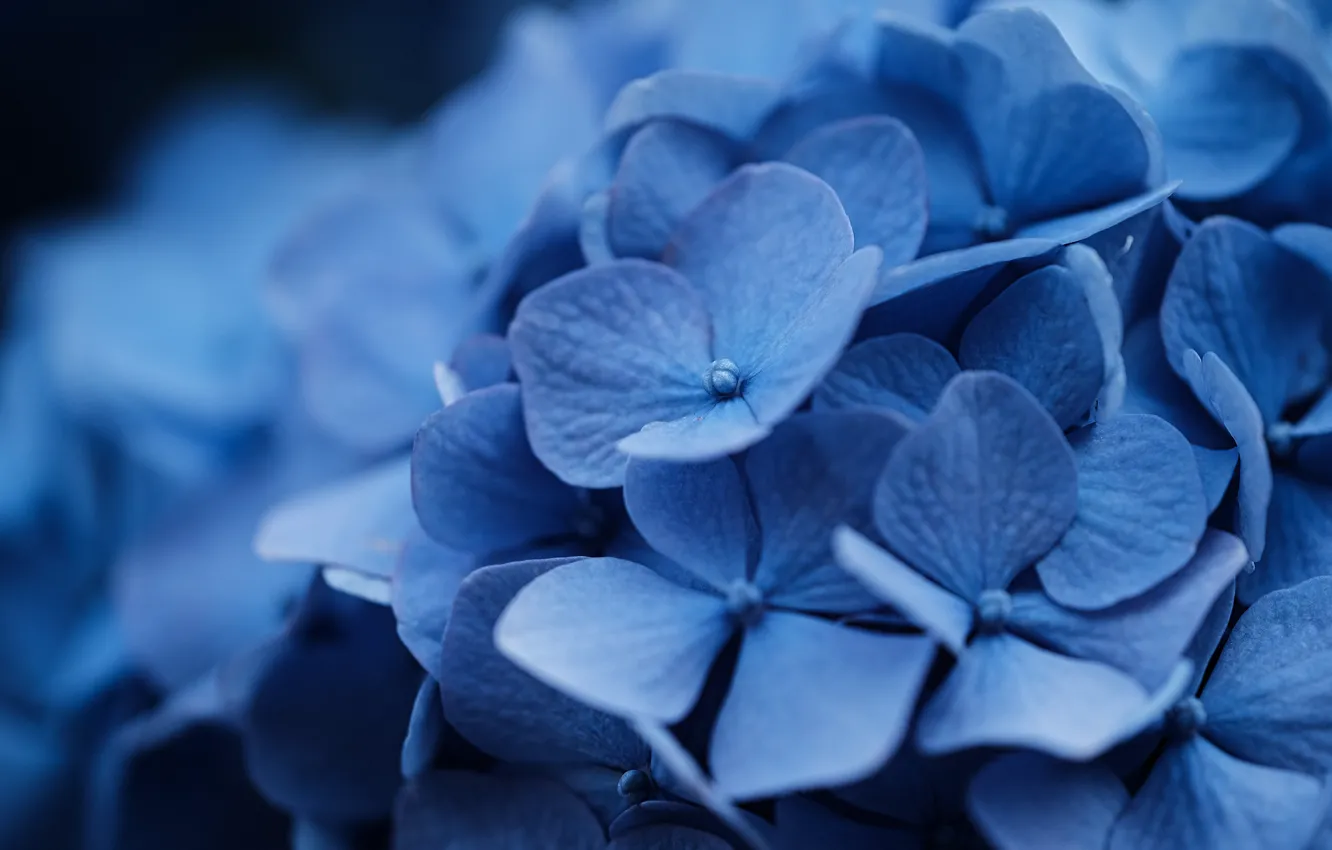 Photo wallpaper macro, flowers, blue, blue, bokeh, hydrangea