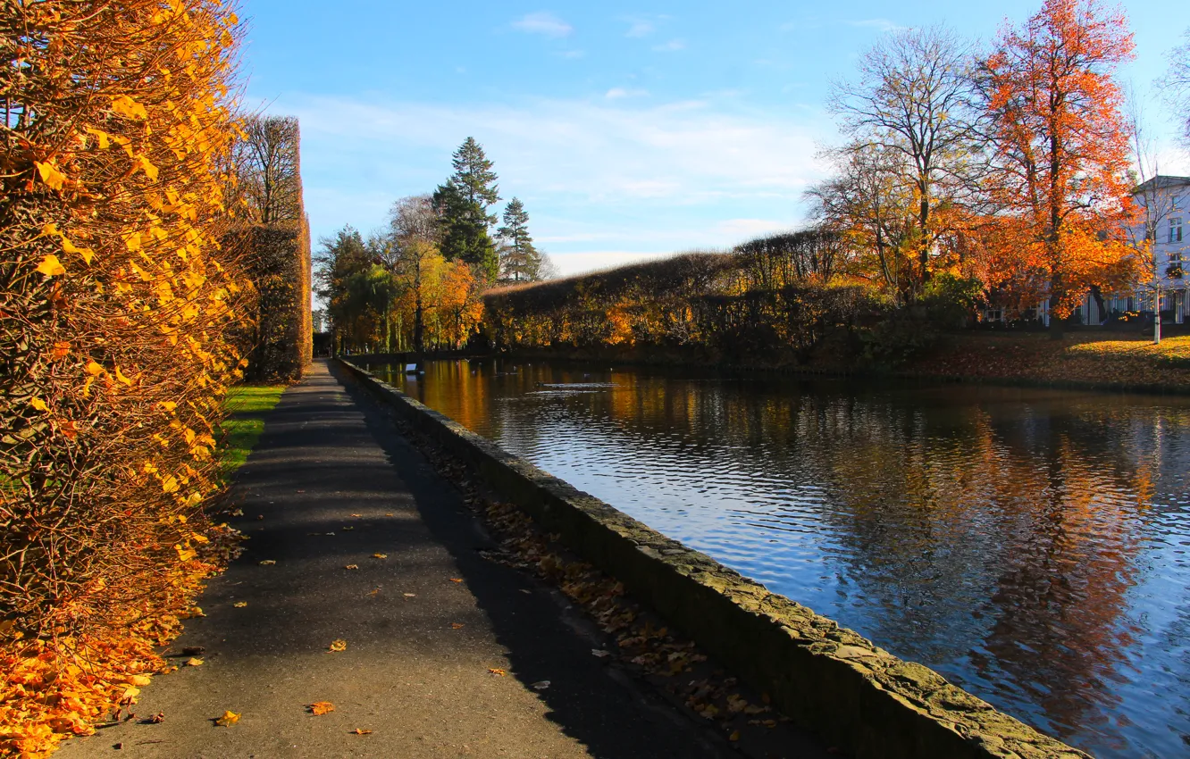 Photo wallpaper park, tree, joint