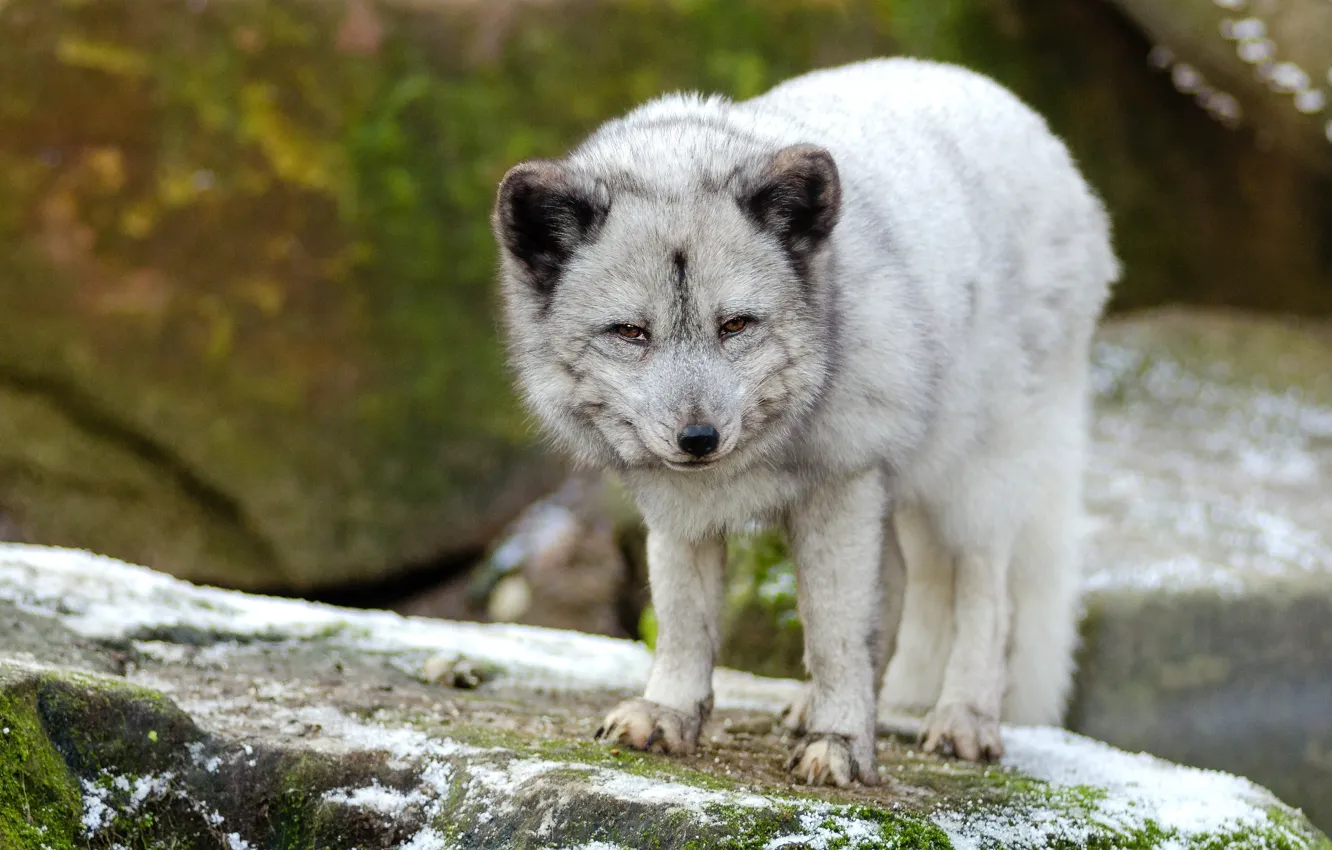 Photo wallpaper look, nature, stones, grey, Fox