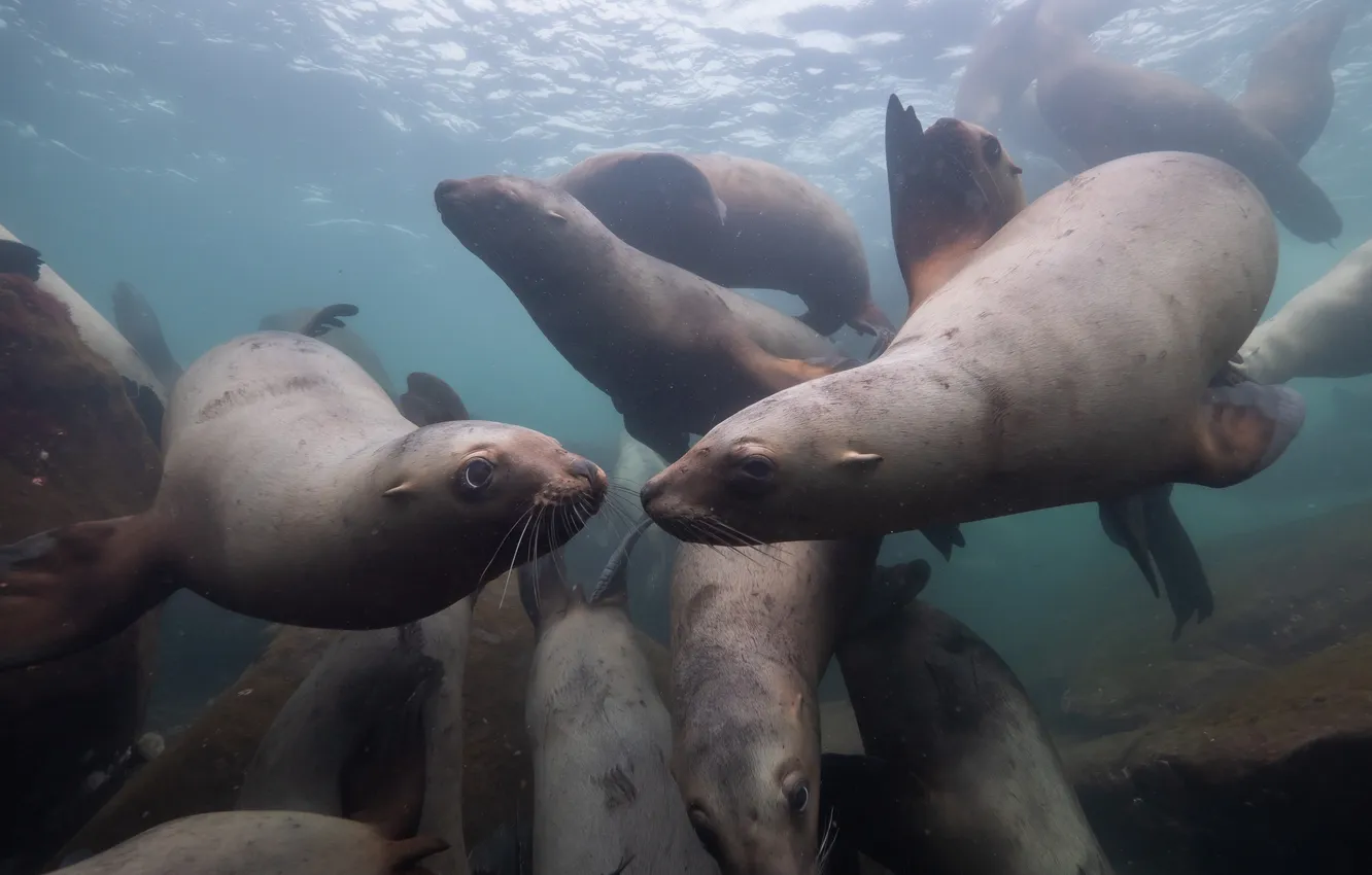 Photo wallpaper explore, wild, playful, Scuba Diving, Marine Mammals