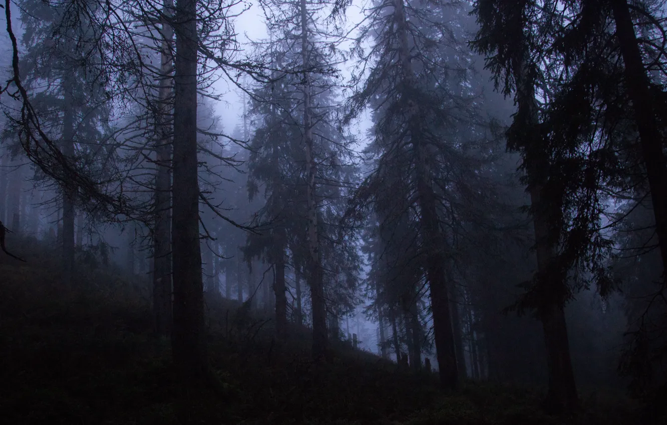 Photo wallpaper forest, trees, nature, fog, Poland, Poland, Muphygen, Ostoja Babiogórska