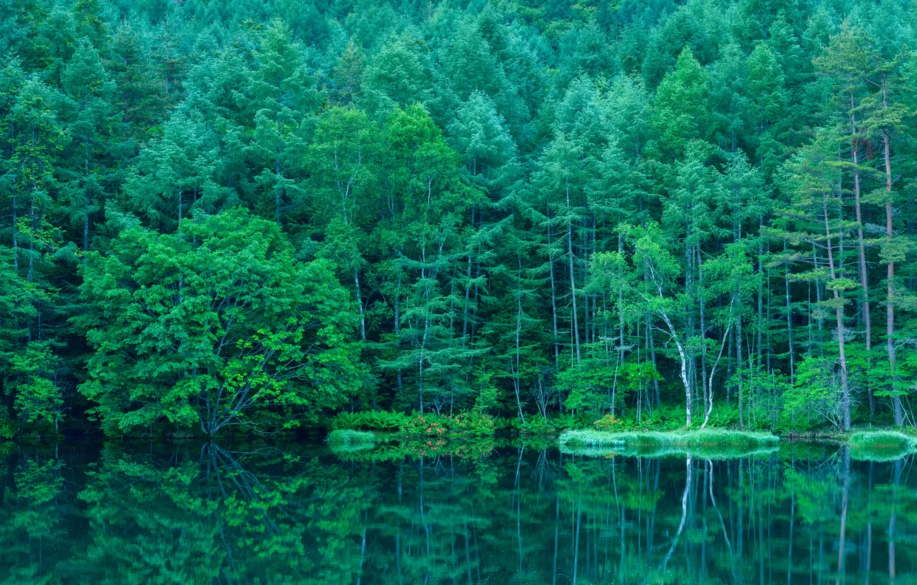 Photo wallpaper forest, nature, lake, Japan
