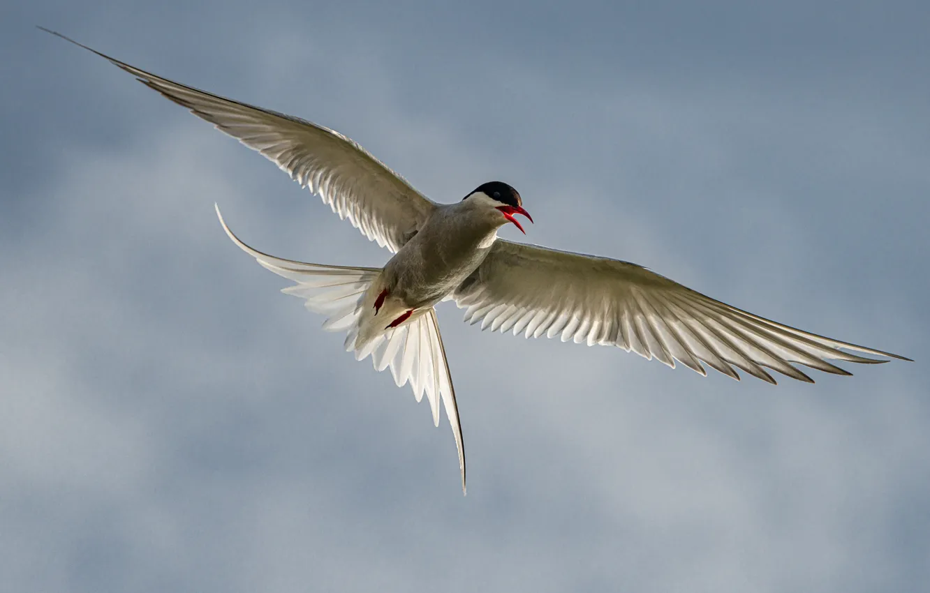 Photo wallpaper bird, wings, flight, Arctic tern