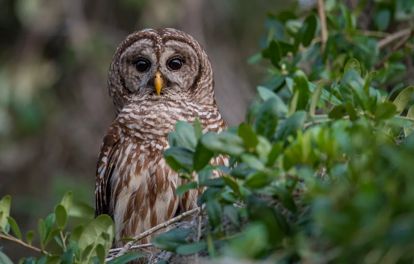 Photo wallpaper eyes, owl, bird