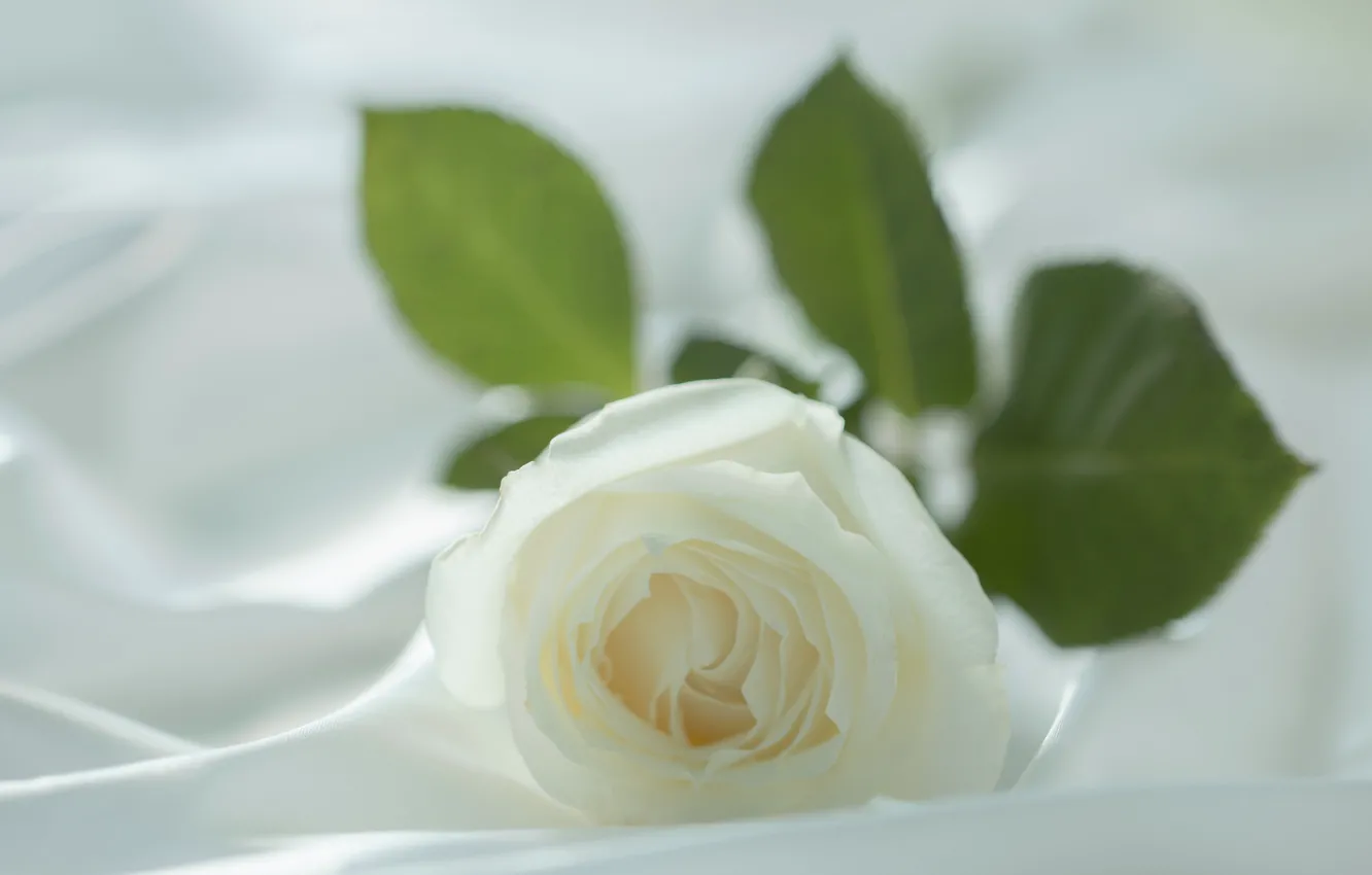 Photo wallpaper white, flower, macro, tenderness, rose, blur, petals, fabric