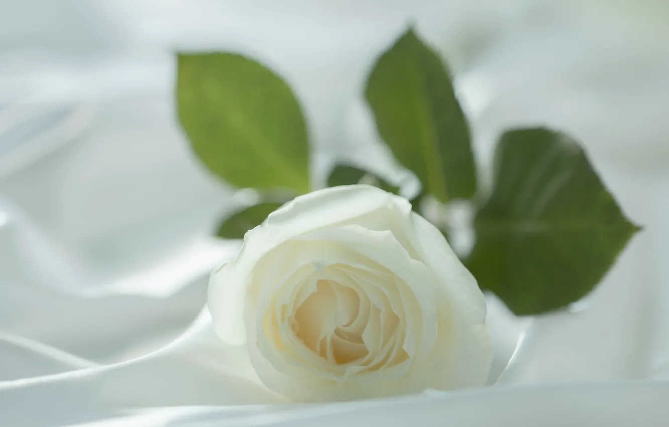 Photo wallpaper white, macro, flowers, tenderness, roses, blur, petals, fabric
